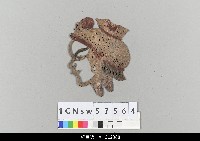 藏品(中國湖北皮影戲偶頭-生)的圖片